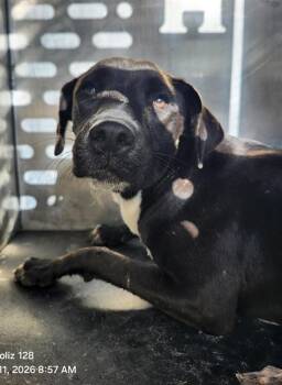 Labrador Retriever Dogs Available for Adoption in San Antonio, Texas - BERRY | PetCurious