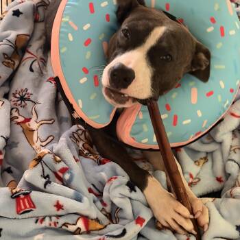 Daisy -  Mixed Breed and Pit Bull Terrier Dog for Adoption in Richmond, Texas - Daisy | PetCurious