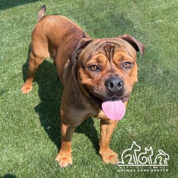 CONAN -  Mastiff and Mixed Breed Dog for Adoption in Irvine, California - CONAN | PetCurious