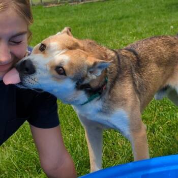 Husky and Mixed Breed Dogs Available for Adoption - Marshmallow | PetCurious