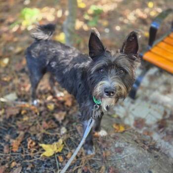 Dragomir -  Mixed Breed Dog for Adoption in Fredericksburg, Virginia - Dragomir | PetCurious