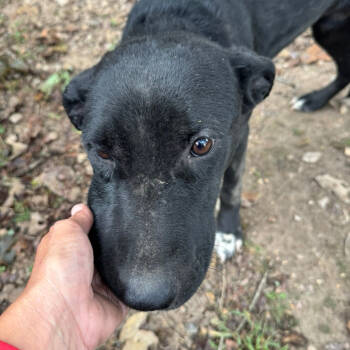 Rescue Collie Dogs for Adoption in West Plains, Missouri - Halo | PetCurious