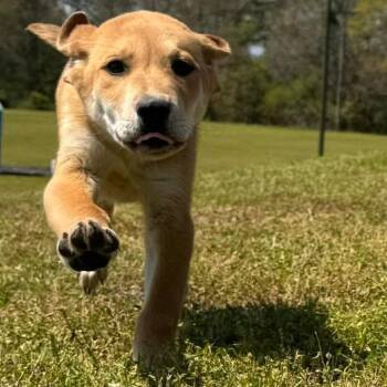 Mixed Breed Dogs Available for Adoption in Freeport, Florida - Chandler | PetCurious
