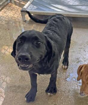 Goblina -  Bernese Mountain Dog and Labrador Retriever Dog for Adoption in Picayune, Mississippi - Goblina | PetCurious
