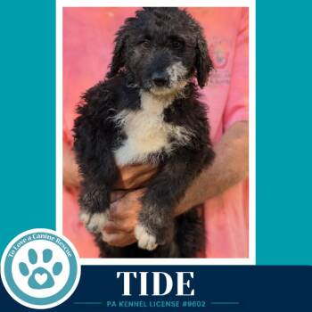 Tide (Seashore Squad) 101726 -  Poodle Dog for Adoption in Kimberton, Pennsylvania - Tide (Seashore Squad) 101726 | PetCurious