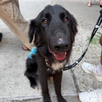 Harwich -  Border Collie Dog for Adoption in New York, New York - Harwich | PetCurious