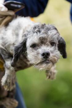 Mixed Breed Dogs Available for Adoption in West Chester, Pennsylvania - Exchorda | PetCurious