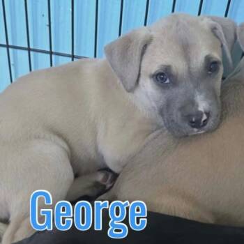 Pit Bull Terrier and Mixed Breed Dogs Available for Adoption in Parker, Colorado - 624 (2026) George | PetCurious