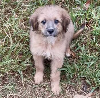 Brioche -  Yorkshire Terrier Dog for Adoption in Olive Branch, Mississippi - Brioche | PetCurious