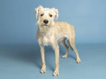 TILLY -  Schnauzer Dog for Adoption in Phoenix, Arizona - TILLY | PetCurious