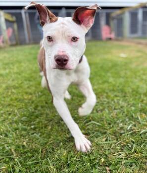 Amber -  Staffordshire Bull Terrier and Mixed Breed Dog Available for Adoption in Hudson, New York - Amber | PetCurious