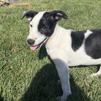 Rocky * -  Labrador Retriever and Mixed Breed Dog for Adoption in Ferndale, Michigan - Rocky * | PetCurious