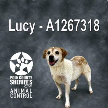 Parson Russell Terrier and Mixed Breed Dogs Available for Adoption in Winter Haven, Florida - LUCY | PetCurious
