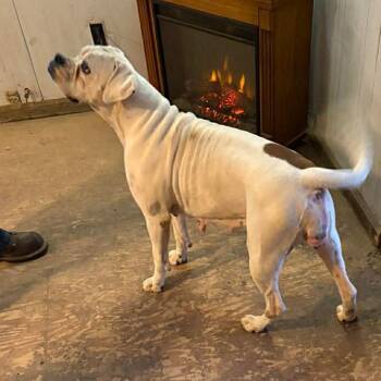 Boxer and Mixed Breed Dogs Available for Adoption - Telurra | PetCurious