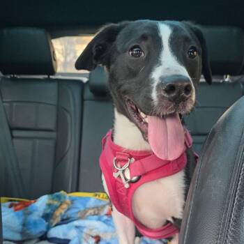 Sebastian -  Mixed Breed Dog for Adoption in Philadelphia, Pennsylvania - Sebastian | PetCurious