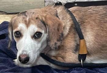 Mochi -  Corgi Dog for Adoption in Sedalia, Colorado - Mochi | PetCurious