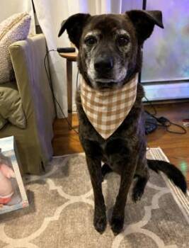 Reggie - CT -  Catahoula Leopard Dog Dog for Adoption in Warren, Maine - Reggie - CT | PetCurious