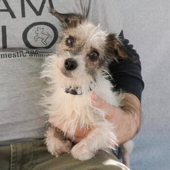 FARRAH -  Chihuahua and Terrier Dog for Adoption in Richmond, California - FARRAH | PetCurious