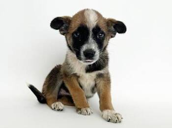 Terrier Dogs Available for Adoption in Brentwood, Missouri - GENEVA | PetCurious