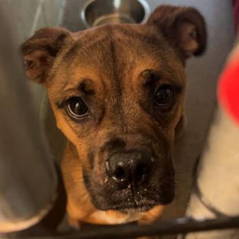 Funky Monkey -  Boxer and Mixed Breed Dog for Adoption in Columbia, Missouri - Funky Monkey | PetCurious