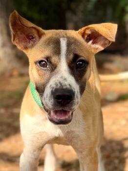 Axel -  Mixed Breed Dog for Adoption in Brunswick, Maine - Axel | PetCurious