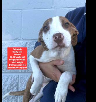 Fairwinds -  Staffordshire Bull Terrier Dog for Adoption in Oviedo, Florida - Fairwinds | PetCurious
