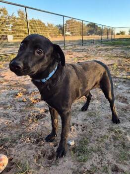 Rescue Black Labrador Retriever and Mixed Breed Dogs for Adoption in Bowie, Texas - Jett | PetCurious