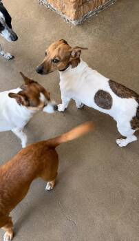 Francesca -  Dachshund and Chihuahua Dog for Adoption in Saugus, Massachusetts - Francesca | PetCurious