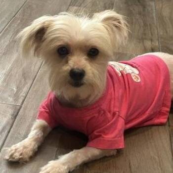 Maltese Dogs Available for Adoption in Justin, Texas - Moxie | PetCurious