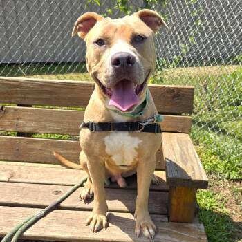 Harley -  Pit Bull Terrier Dog for Adoption in Champaign, Illinois - Harley | PetCurious
