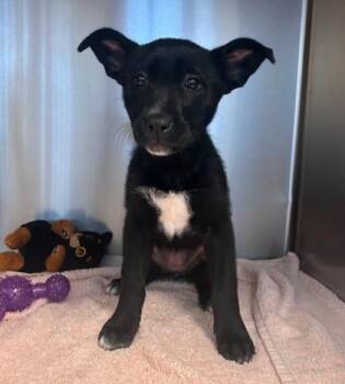 Labrador Retriever and Mixed Breed Dogs Available for Adoption - Moomoo | PetCurious