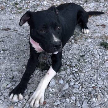 Rescue Terrier and Mixed Breed Dogs for Adoption in Mount Vernon, Indiana - Bentley | PetCurious