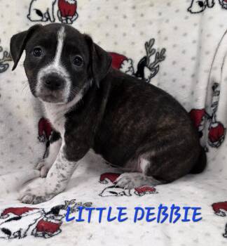 Cattle Dog Dogs Available for Adoption in Momence, Illinois - Little Debbie | PetCurious