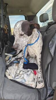 BAMBAM -  Border Collie and Australian Kelpie Dog for Adoption in Casper, Wyoming - BAMBAM | PetCurious