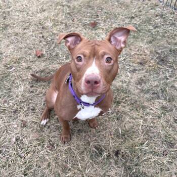 Mixed Breed Dogs Available for Adoption - Carta | PetCurious