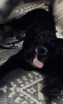 Serana -  Mixed Breed Dog for Adoption - Serana | PetCurious