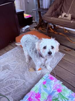Sadie -  Silky Terrier Dog for Adoption in Middletown, Connecticut - Sadie | PetCurious