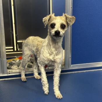 Mixed Breed Dogs Available for Adoption in Murray, Utah - Dasie | PetCurious