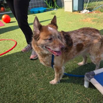 Lola Bean -  Australian Shepherd Dog for Adoption in Chattanooga, Tennessee - Lola Bean | PetCurious