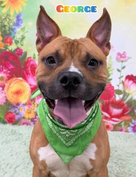Mixed Breed Dogs Available for Adoption in Flint, Michigan - George | PetCurious