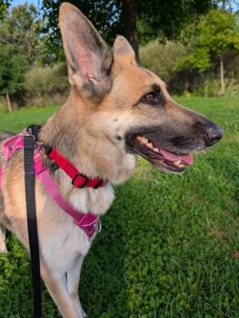 Noémie -  Mixed Breed Dog for Adoption in Montreal, Quebec - Noémie | PetCurious