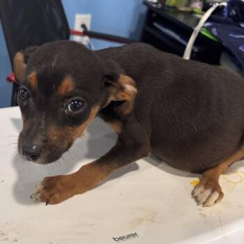 Chihuahua and Mixed Breed Dogs Available for Adoption in Lynchburg, Virginia - Anthony | PetCurious
