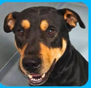 Rottweiler Dogs Available for Adoption in Sheboygan, Wisconsin - Chopper | PetCurious