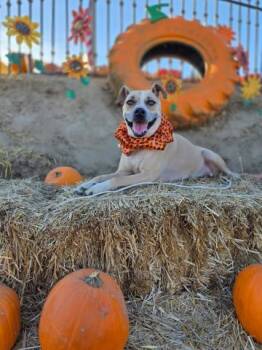 Rescue Shepherd and Pit Bull Terrier Dogs for Adoption in Thousand Oaks, California - Jake -- LONG-TIME RESIDENT! | PetCurious