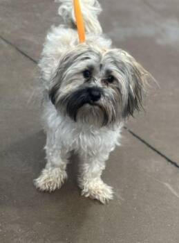 Lhasa Apso Dogs Available for Adoption in Portland, Maine - Benson | PetCurious