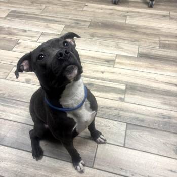 Ashlyn -  Mixed Breed Dog for Adoption in Henderson, Kentucky - Ashlyn | PetCurious