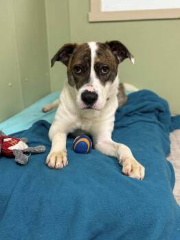 American Staffordshire Terrier Dogs Available for Adoption - Chunk | PetCurious