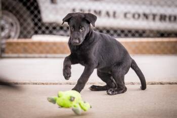 Xenon -  Labrador Retriever and Shepherd Dog for Adoption in Twentynine Palms, California - Xenon | PetCurious