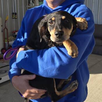 Mixed Breed Dogs Available for Adoption - Mitzi | PetCurious