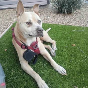 Popeye A1430208 -  Pit Bull Terrier Dog for Adoption in Las Vegas, Nevada - Popeye A1430208 | PetCurious
